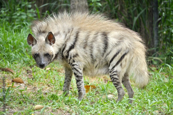 Obraz Striped hyena