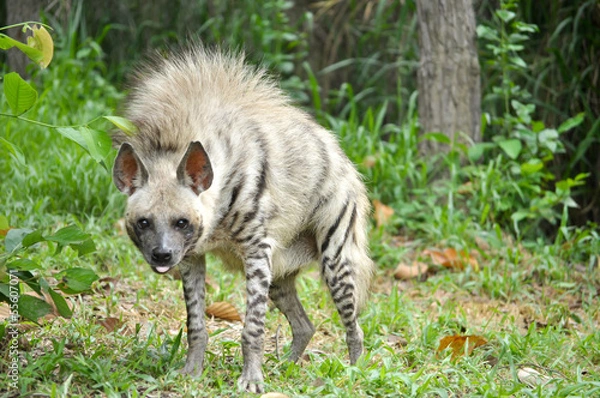 Obraz Striped hyena