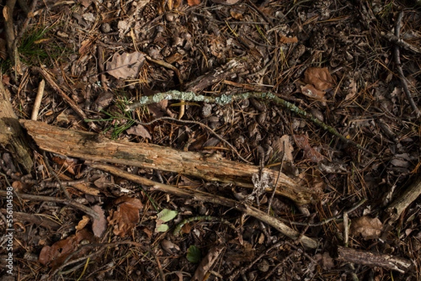 Obraz Waldboden im Herbst