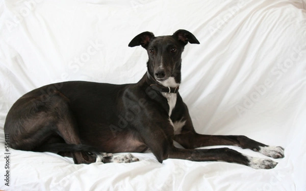 Fototapeta greyhound
