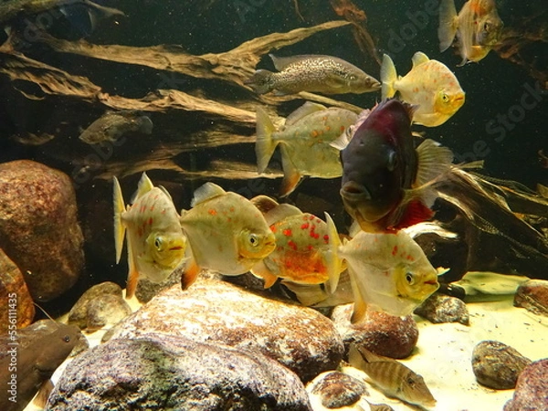 Obraz exotic fishes
