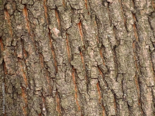 Obraz wood texture