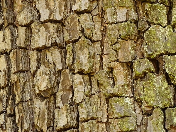 Obraz wood texture