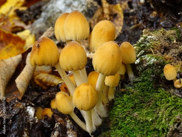 Obraz mushrooms