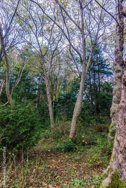 Obraz Lincoln Park Forest Trees 3