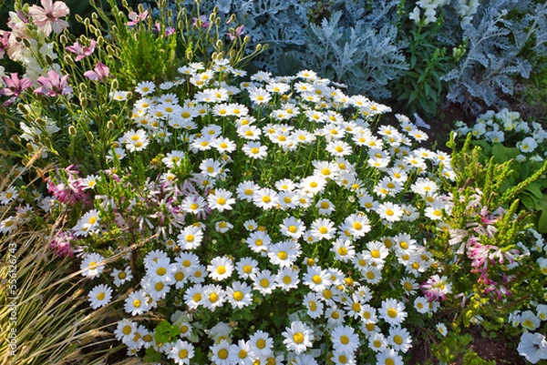 Fototapeta 山下公園 ガーデンネックレス横浜で見たバラ