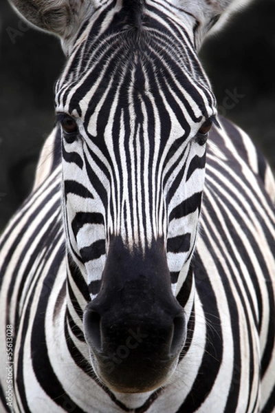 Obraz Zebra head
