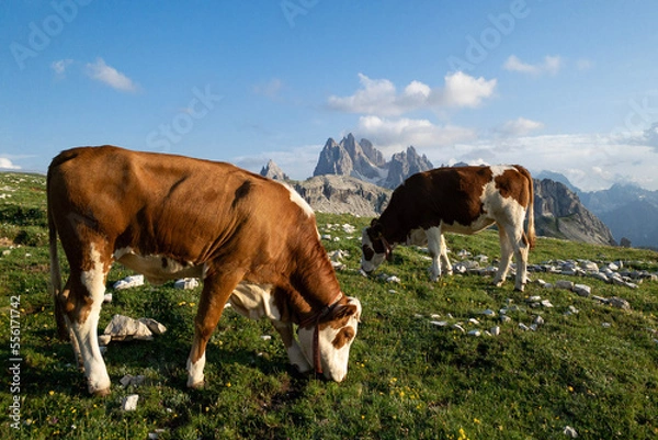 Obraz cows in the mountains