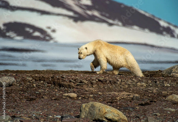 Fototapeta Polar Bear