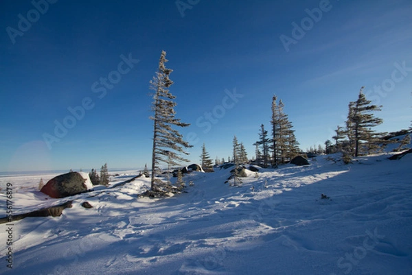Obraz A few lonely white spruce trees, Picea glauca, standing in snow in the tundra with the needles and branches stripped off the windward face, near Churchill, Manitoba, Canada