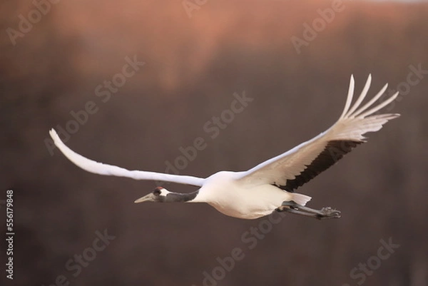 Fototapeta 北海道鶴居村　タンチョウ鶴