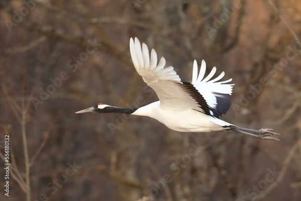 Obraz 北海道鶴居村　タンチョウ鶴