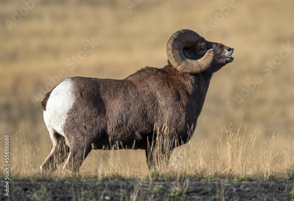 Fototapeta Big Horn Sheep