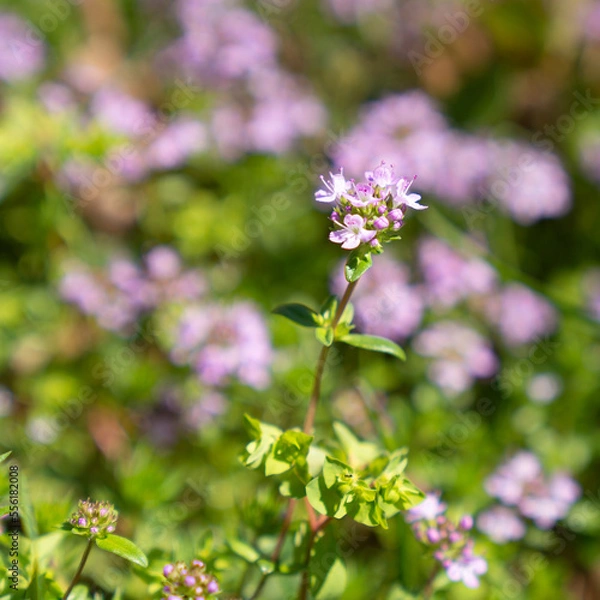 Fototapeta Thyme flowers and leaves close-up in a forest
