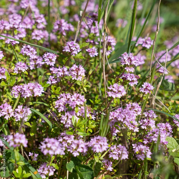 Fototapeta Thyme flowers and leaves close-up in a forest