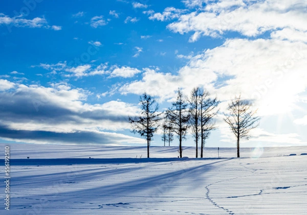 Obraz 青空とマイルドセブンの丘