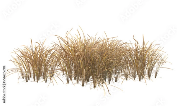 Fototapeta Various types of dried plants grass bushes shrub and small plants isolated