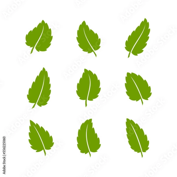 Obraz Set of green leaves. Leaves isolated on white background. Flat style. Vector illustration.	