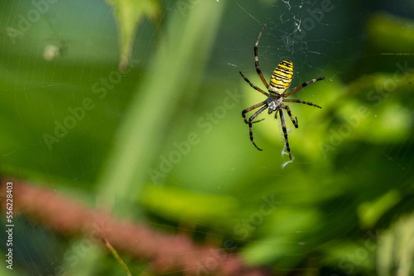 Fototapeta A yellow striped wasp spider sitting in its spider web outside in the garden waiting for prey
