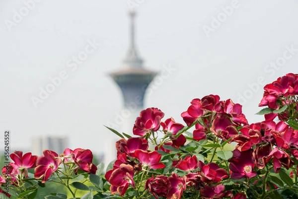 Obraz 濃いピンクのバラ（鶴見緑地）