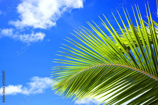 Obraz green palm frond