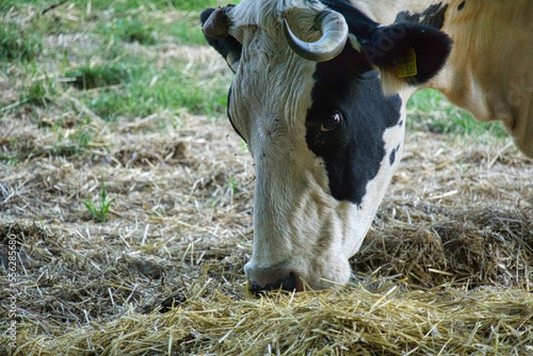 Obraz Kuh beim essen