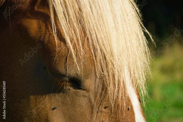 Obraz Pferd beim träumen