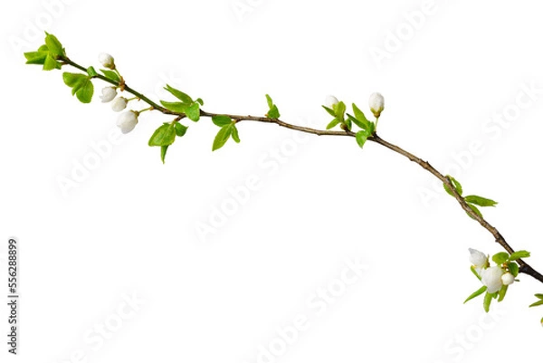 Obraz Spring plum sprig isolate for decoration with white background