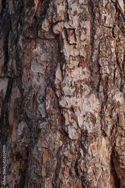 Obraz bark of a tree