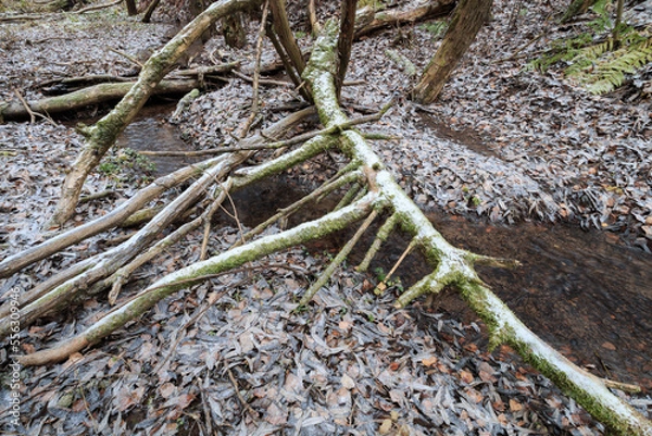 Obraz frost on the tree