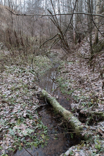 Obraz stream in the forest