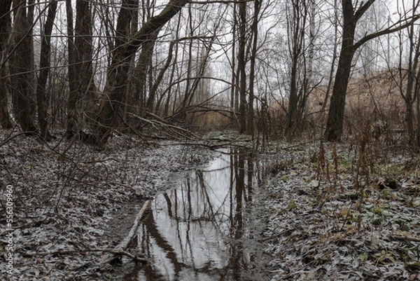 Obraz forest in late autumn