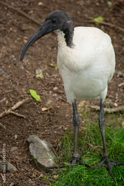 Obraz Australian Ibis