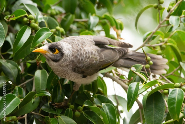 Obraz Noisy Miner