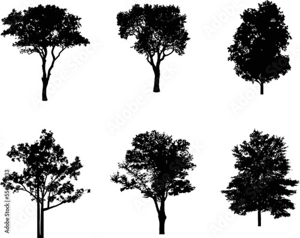Fototapeta A vector collection of trees and forest foliage