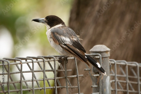 Obraz Gray Butcherbird