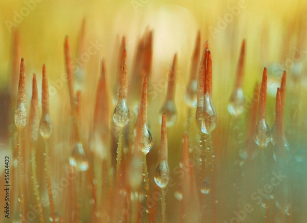 Fototapeta Closeup moss in forest after rain