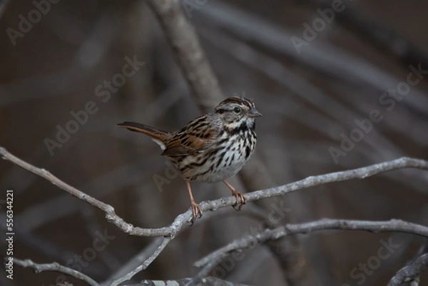 Obraz Song Sparrow