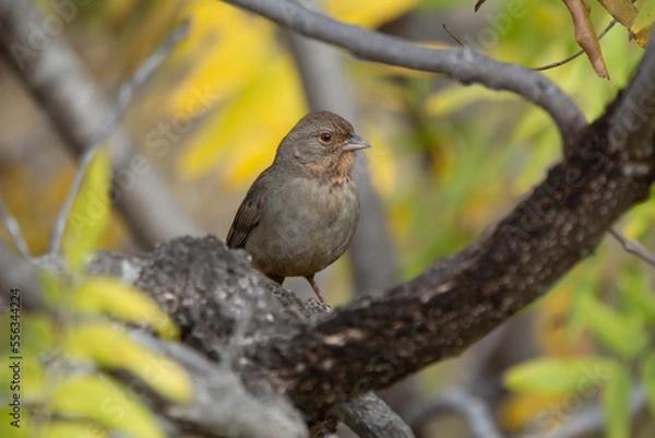 Obraz California Towhee