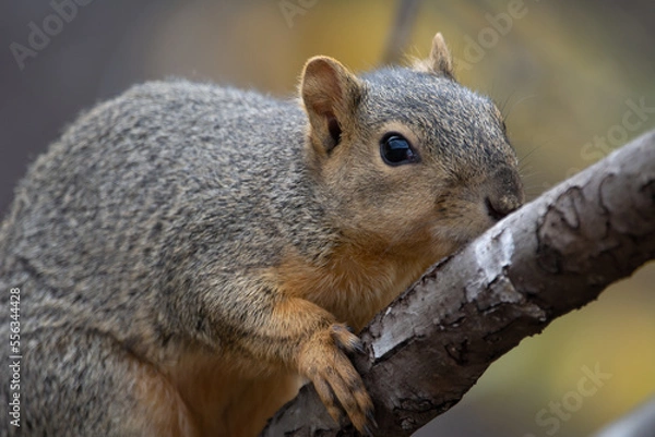 Obraz Fox Squirrel in tree