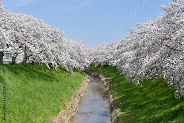 Obraz 佐保川の桜