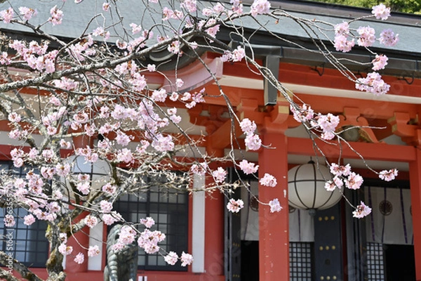 Fototapeta 鞍馬寺の桜