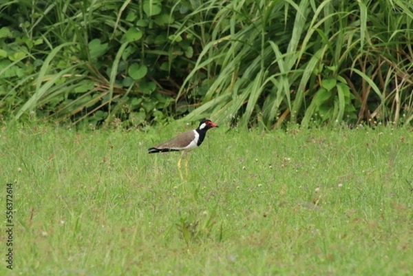 Fototapeta Red Wattled Lapwing on a grass patch