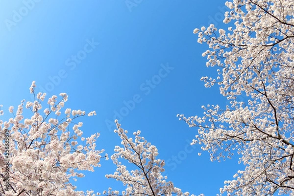 Obraz 青空を背景に咲く満開の桜