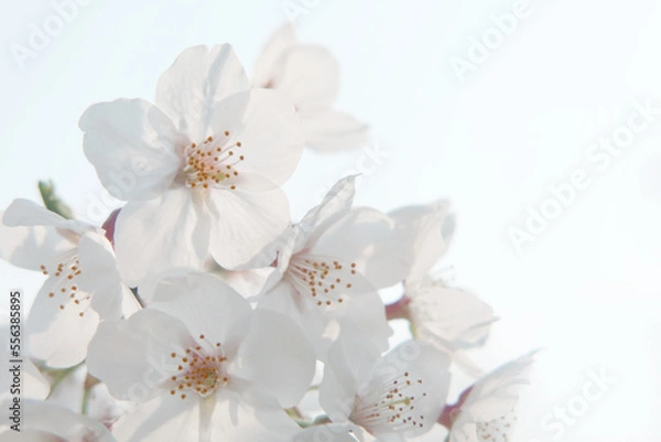 Obraz 満開の桜 クローズアップ