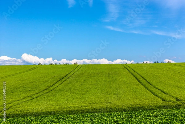 Obraz 北海道の6月、美瑛の丘の麦畑・日本