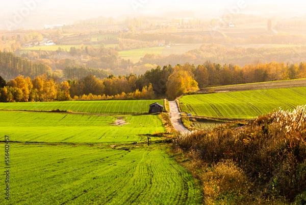 Obraz 北海道美瑛、丘の黄葉・11月、日本
