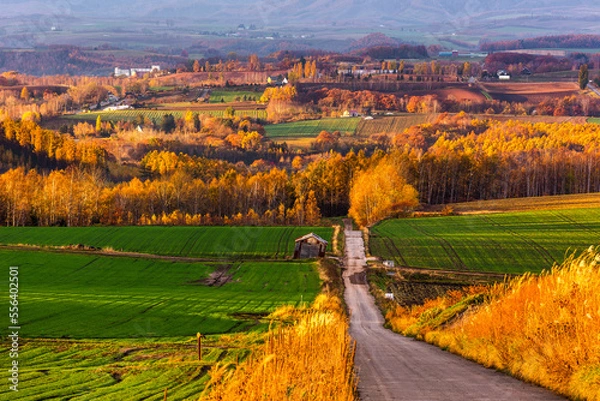 Obraz 北海道美瑛、丘の黄葉・11月、日本