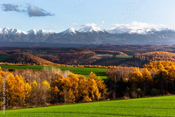 Obraz 北海道美瑛の11月、丘の黄葉・日本