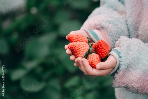 Obraz Hold strawberries in your hands